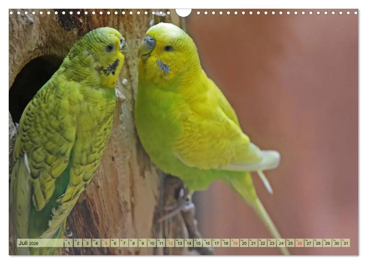 Bild: 9783516183283 | Wellensittiche (Wandkalender 2026 DIN A3 quer), CALVENDO...