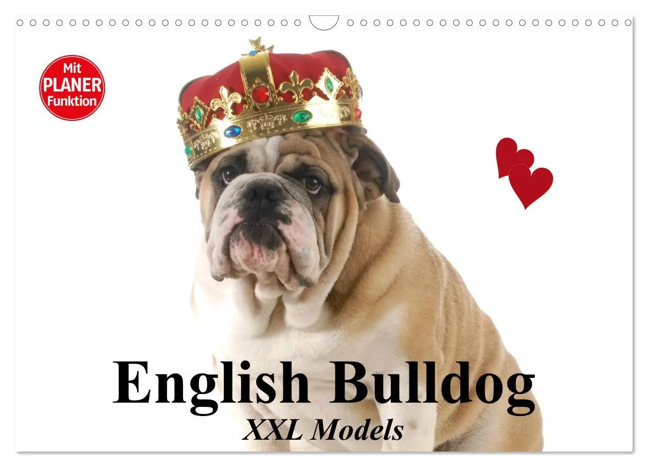 Cover: 9783516003383 | English Bulldog XXL Models (Wandkalender 2026 DIN A3 quer),...