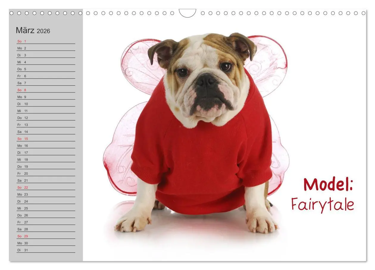Bild: 9783516003383 | English Bulldog XXL Models (Wandkalender 2026 DIN A3 quer),...