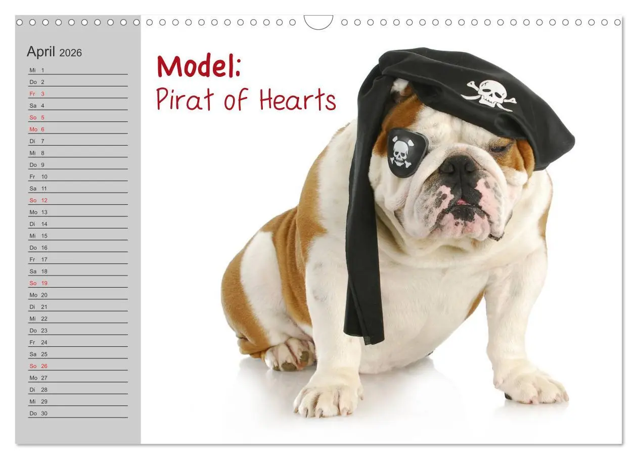 Bild: 9783516003383 | English Bulldog XXL Models (Wandkalender 2026 DIN A3 quer),...