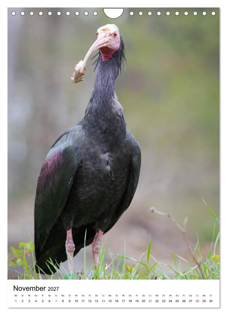 Bild: 9783569573383 | Der Waldrapp - Der etwas andere Vogel (Wandkalender 2027 DIN A4...