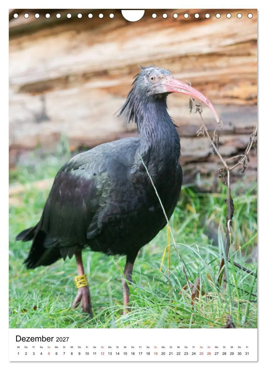Bild: 9783569573383 | Der Waldrapp - Der etwas andere Vogel (Wandkalender 2027 DIN A4...
