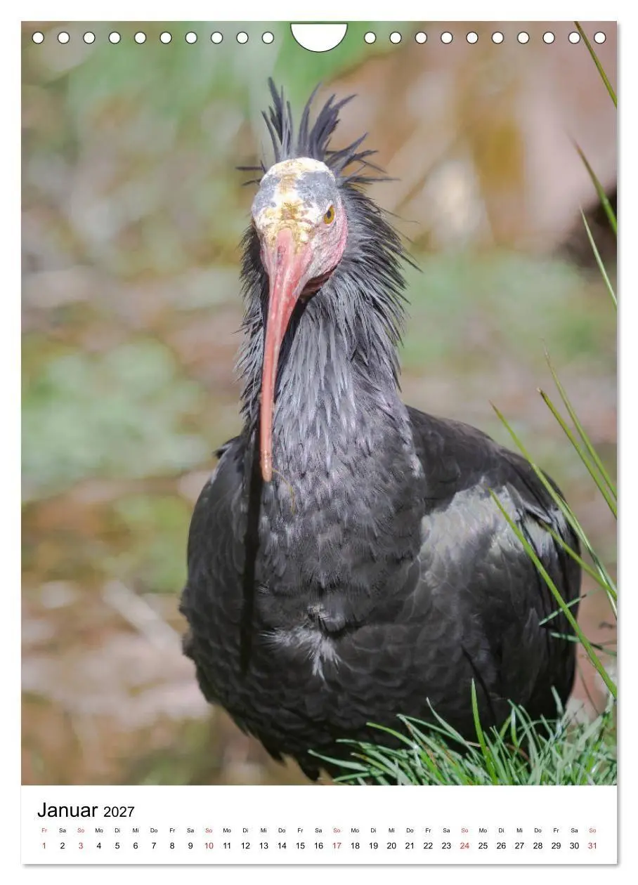 Bild: 9783569573383 | Der Waldrapp - Der etwas andere Vogel (Wandkalender 2027 DIN A4...