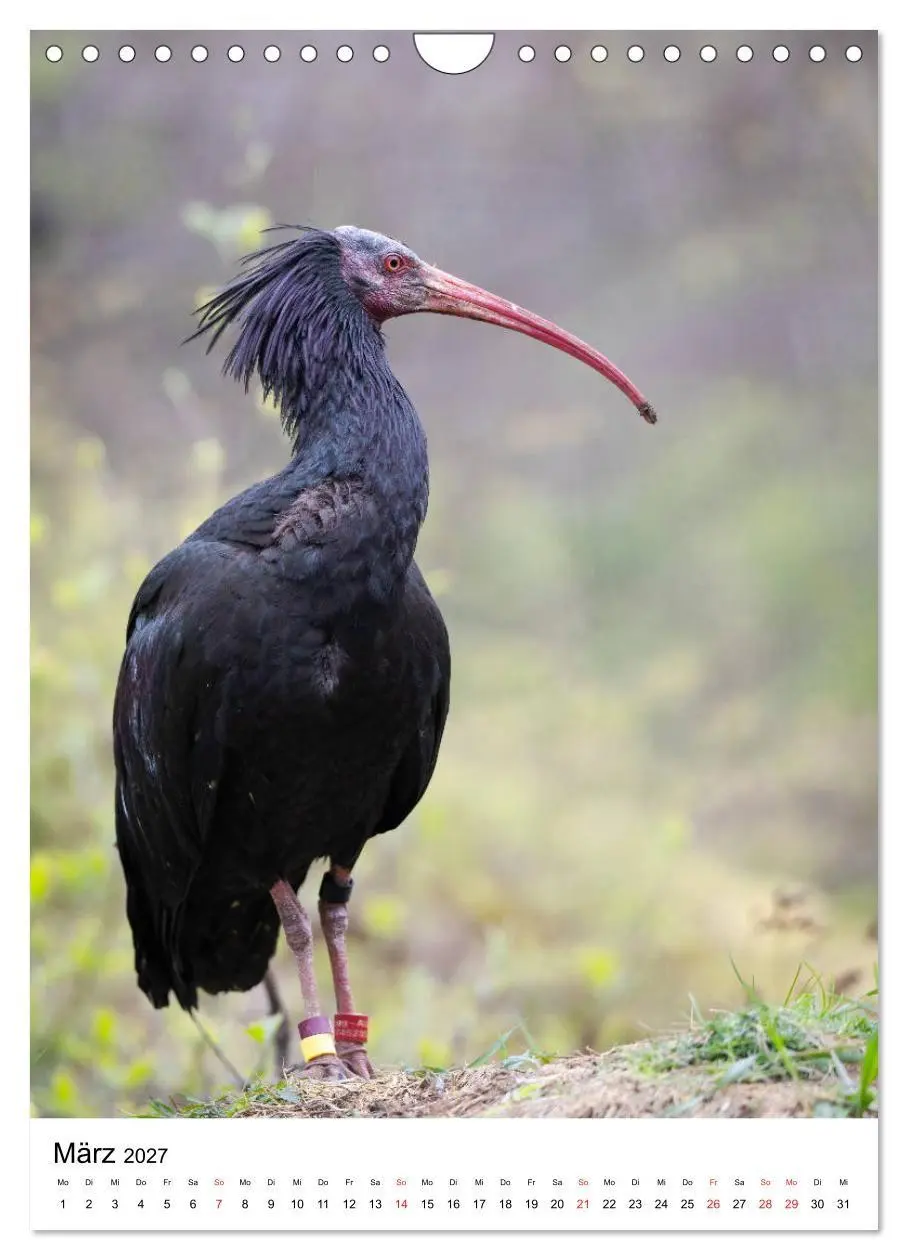 Bild: 9783569573383 | Der Waldrapp - Der etwas andere Vogel (Wandkalender 2027 DIN A4...