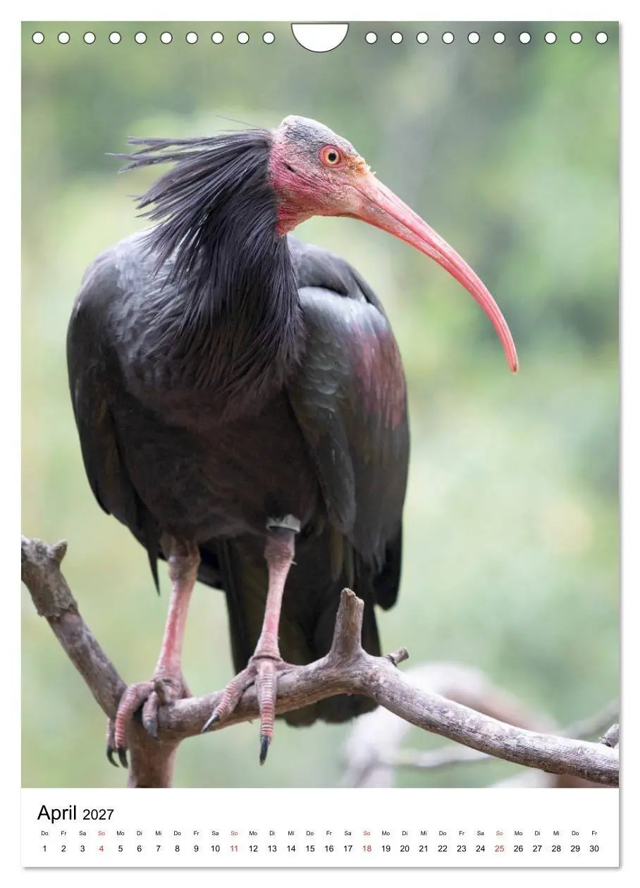 Bild: 9783569573383 | Der Waldrapp - Der etwas andere Vogel (Wandkalender 2027 DIN A4...