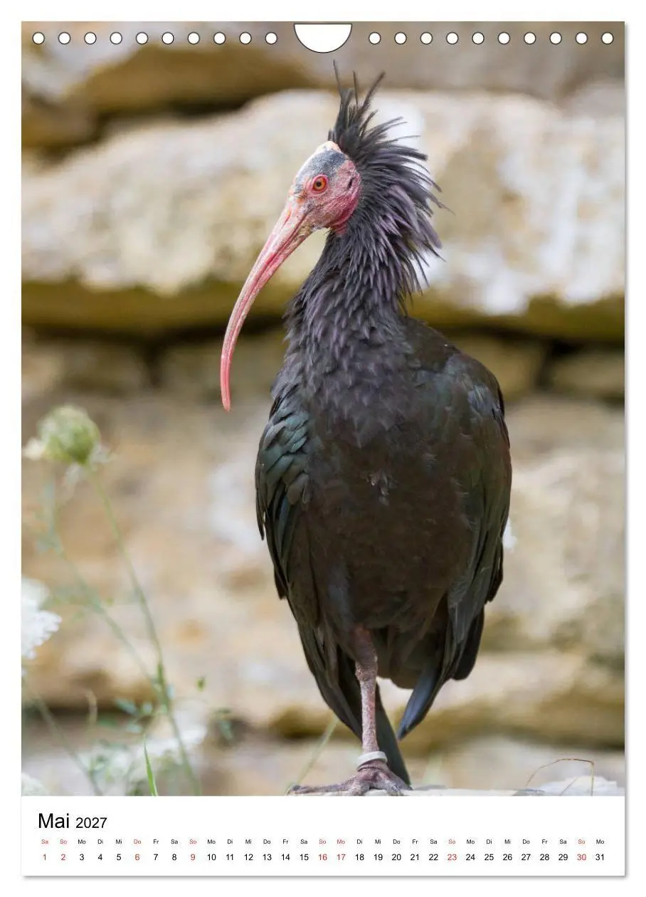 Bild: 9783569573383 | Der Waldrapp - Der etwas andere Vogel (Wandkalender 2027 DIN A4...