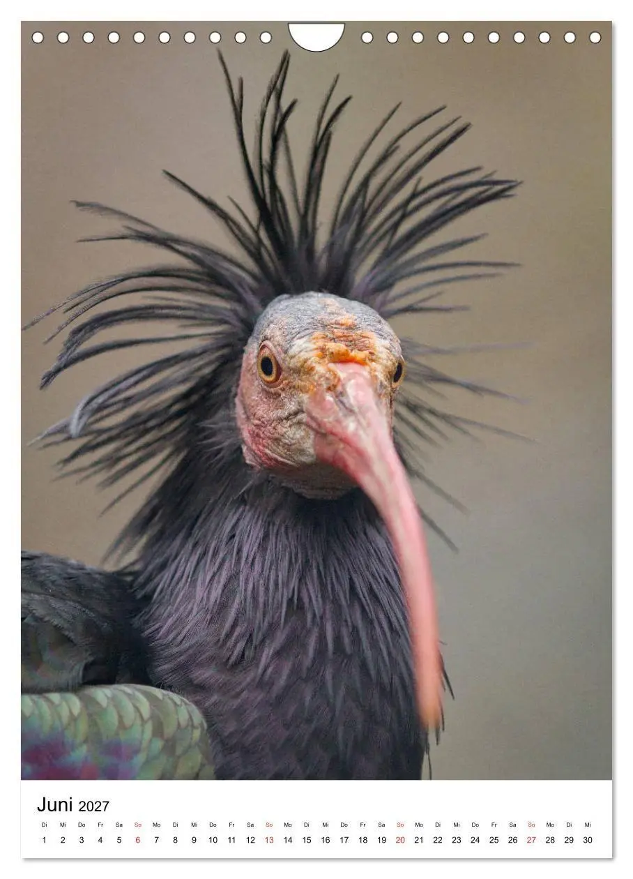 Bild: 9783569573383 | Der Waldrapp - Der etwas andere Vogel (Wandkalender 2027 DIN A4...