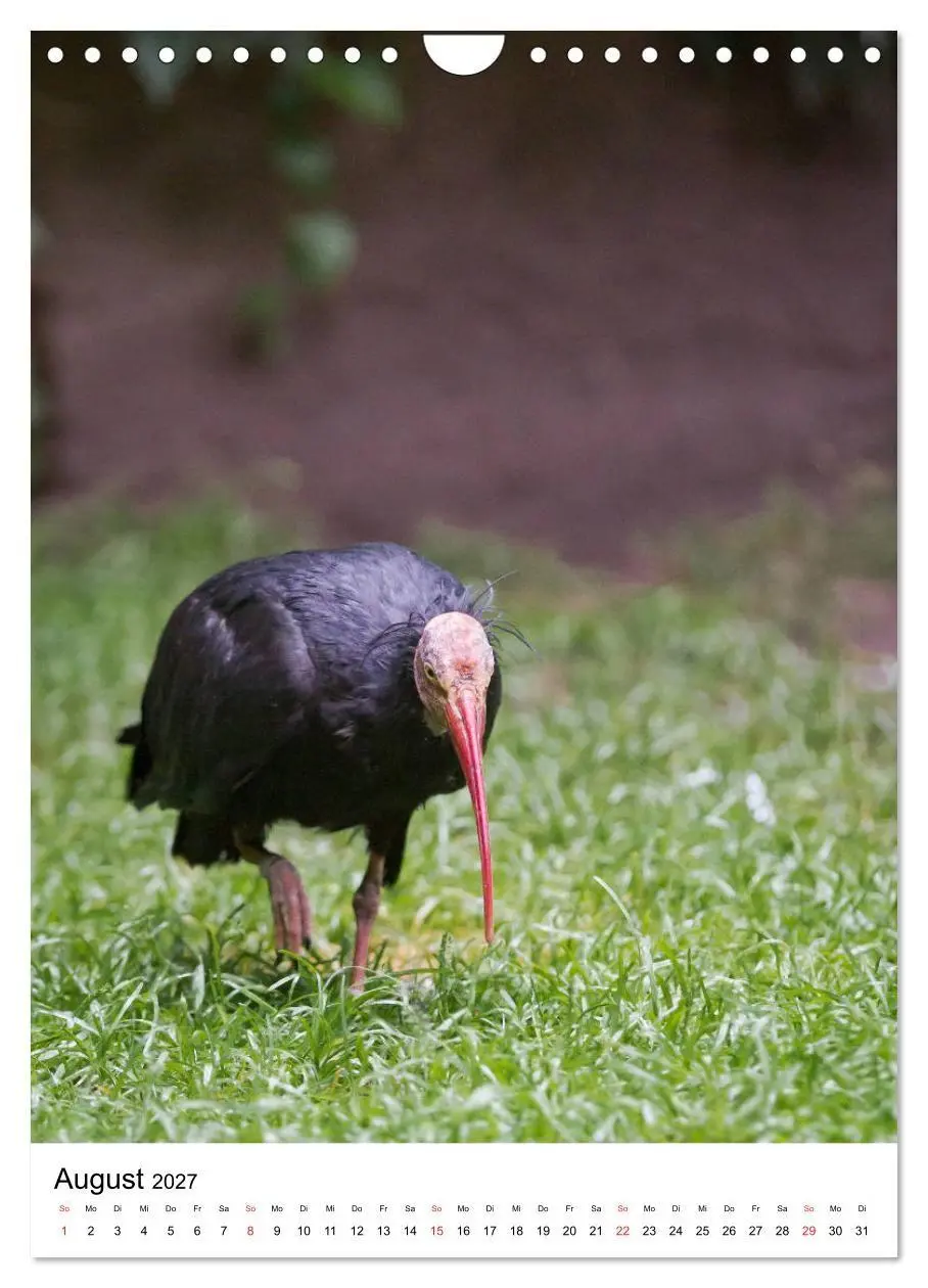 Bild: 9783569573383 | Der Waldrapp - Der etwas andere Vogel (Wandkalender 2027 DIN A4...