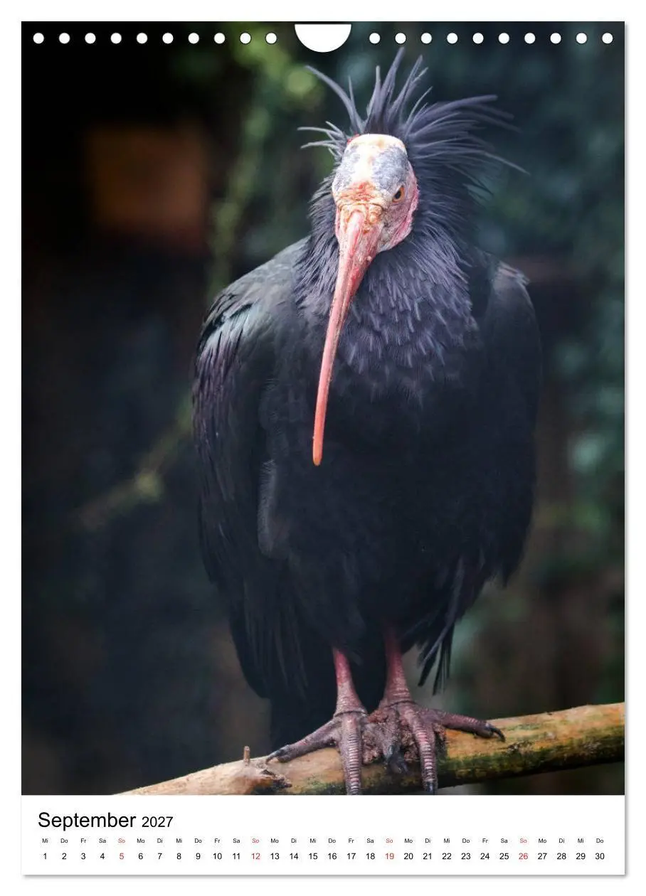 Bild: 9783569573383 | Der Waldrapp - Der etwas andere Vogel (Wandkalender 2027 DIN A4...