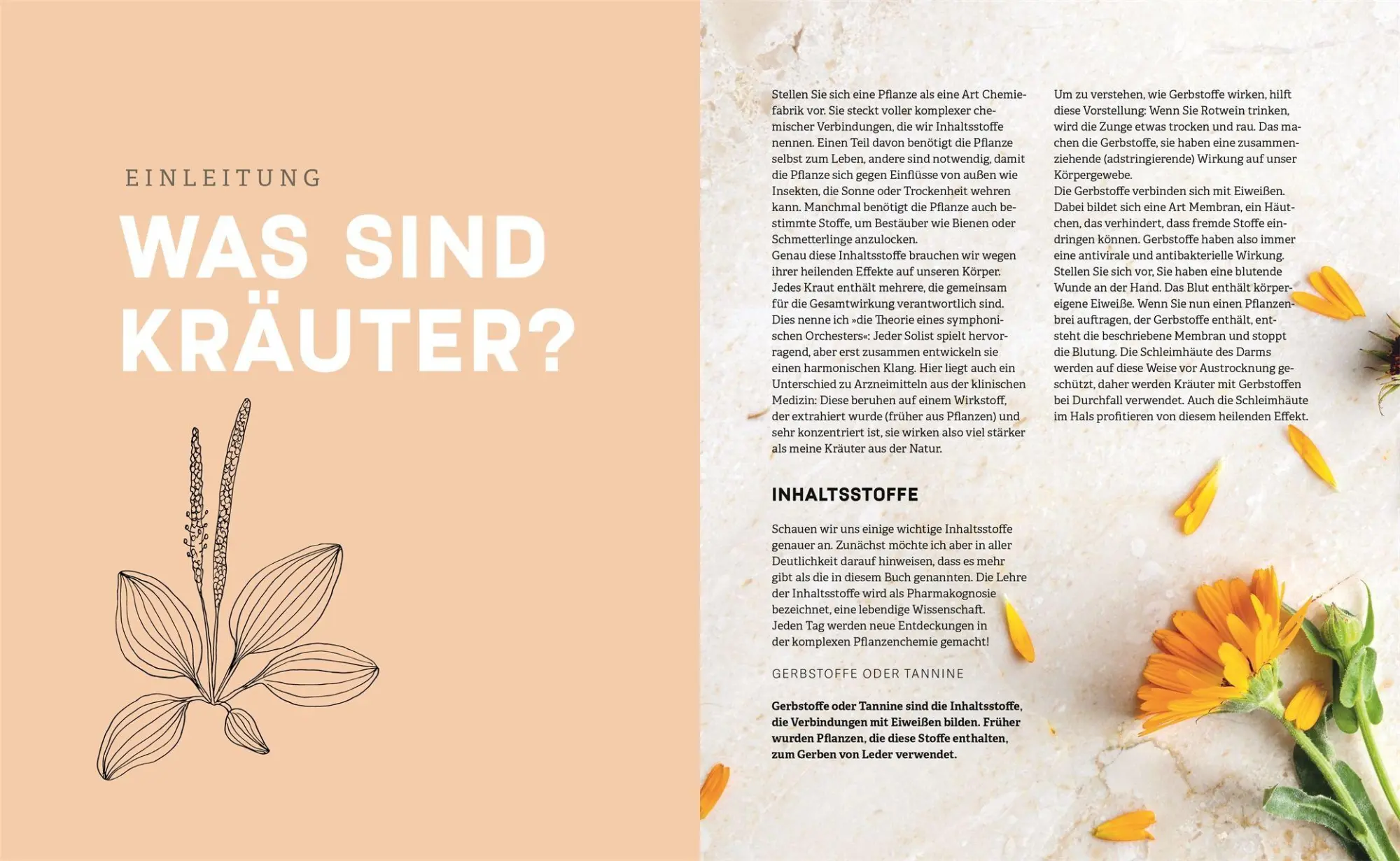 Bild: 9783831053483 | Das kleine Handbuch der Kräuterapotheke | Martine van Huffel | Buch
