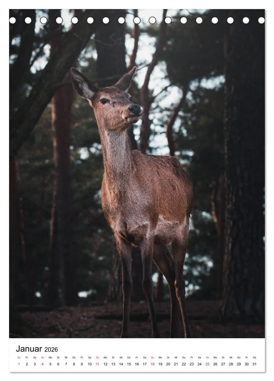 Bild: 9783516393583 | Wilde Nachbarn: Rotwild (Tischkalender 2026 DIN A5 hoch), CALVENDO...