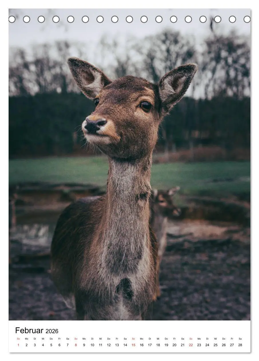 Bild: 9783516393583 | Wilde Nachbarn: Rotwild (Tischkalender 2026 DIN A5 hoch), CALVENDO...