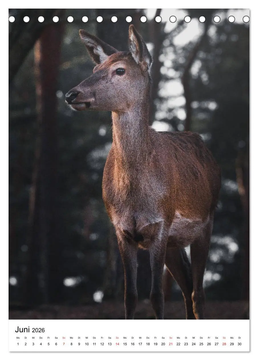 Bild: 9783516393583 | Wilde Nachbarn: Rotwild (Tischkalender 2026 DIN A5 hoch), CALVENDO...