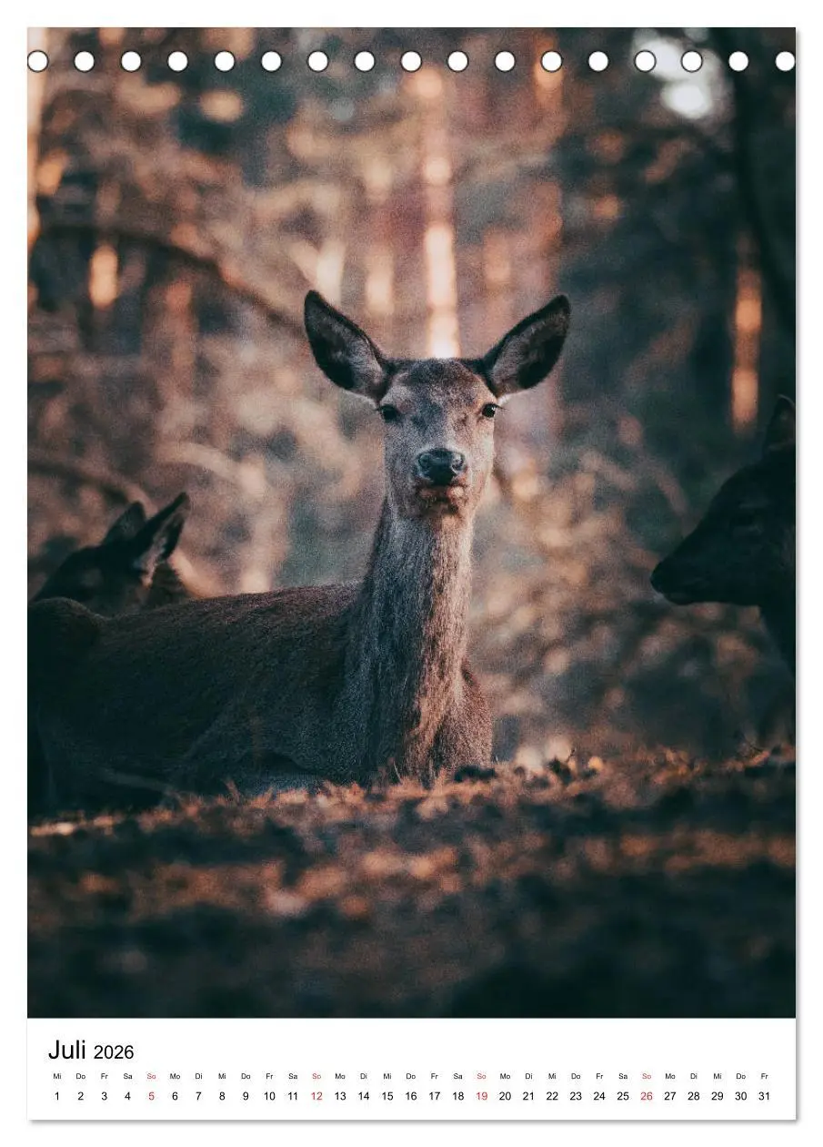 Bild: 9783516393583 | Wilde Nachbarn: Rotwild (Tischkalender 2026 DIN A5 hoch), CALVENDO...