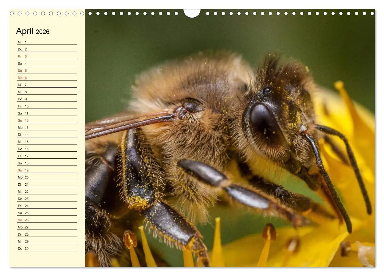 Bild: 9783457983683 | Fleißige Bienen. Von der Blüte bis zum Honig (Wandkalender 2026 DIN...