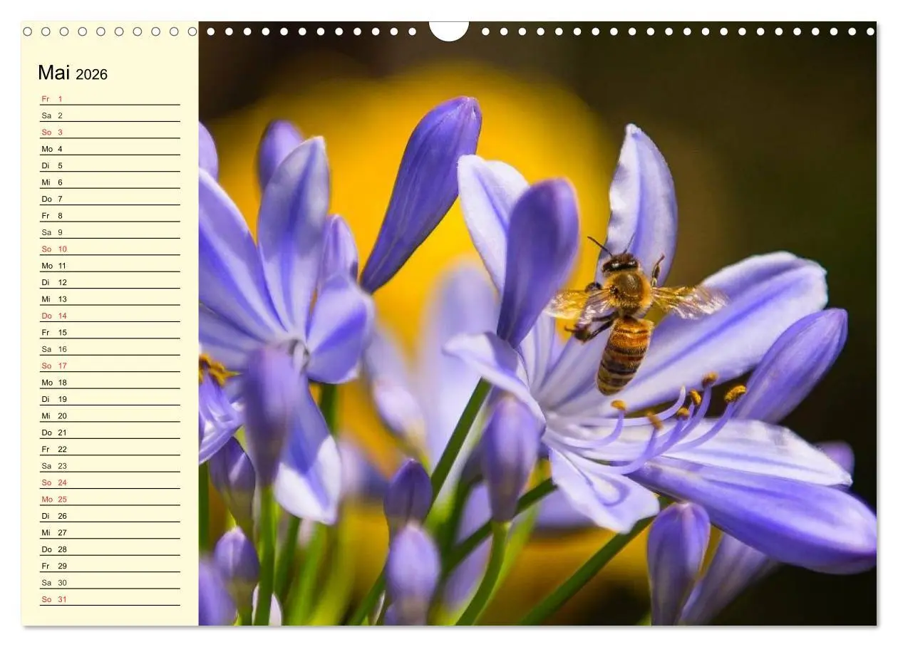 Bild: 9783457983683 | Fleißige Bienen. Von der Blüte bis zum Honig (Wandkalender 2026 DIN...