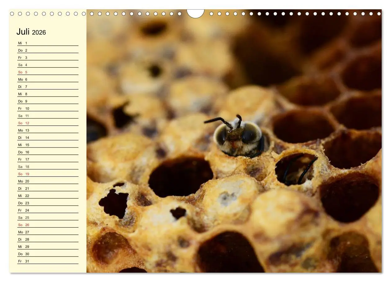 Bild: 9783457983683 | Fleißige Bienen. Von der Blüte bis zum Honig (Wandkalender 2026 DIN...
