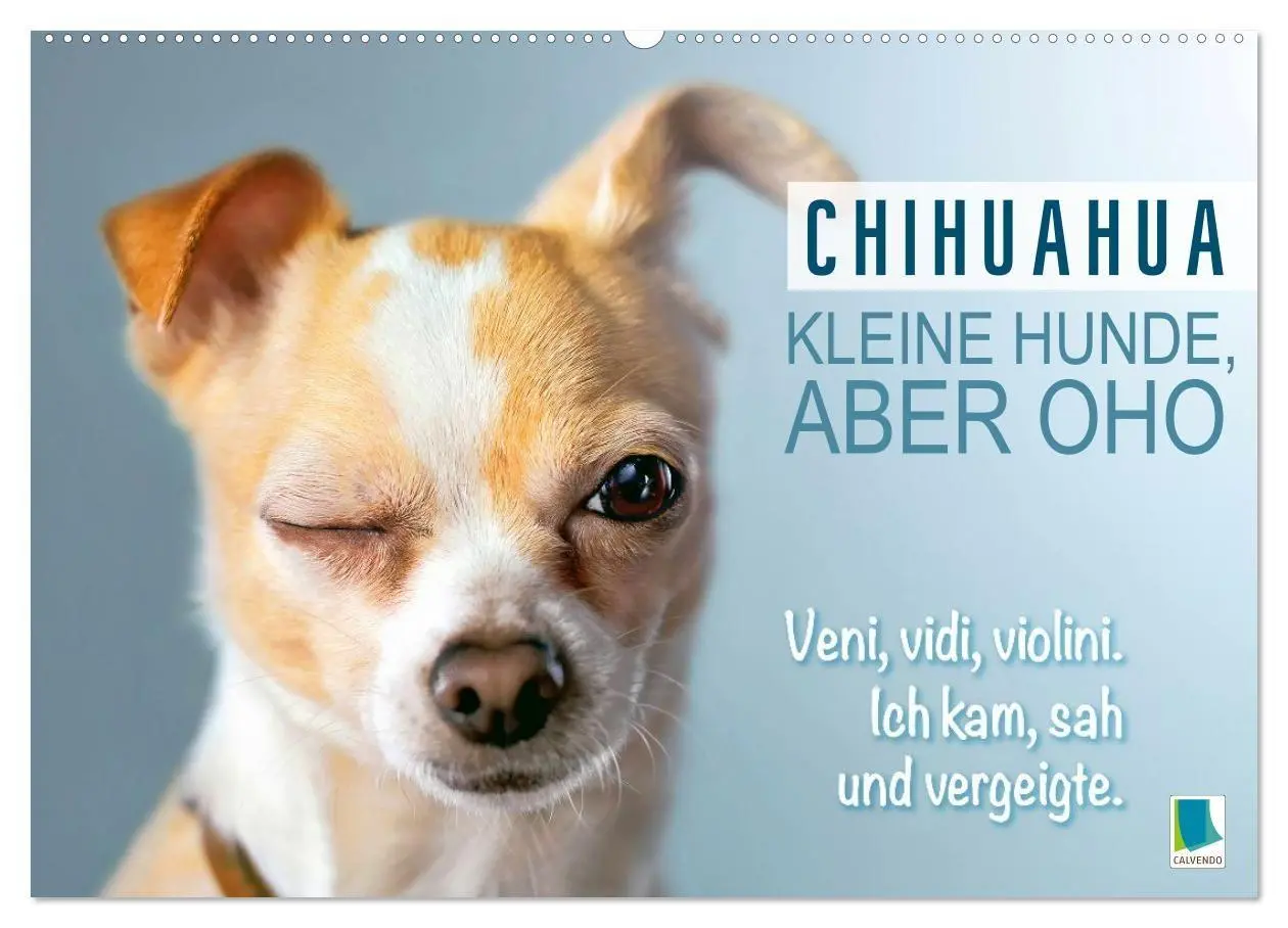 Cover: 9783516673883 | Chihuahua: Kleine Hunde, aber oho (Wandkalender 2026 DIN A2 quer),...