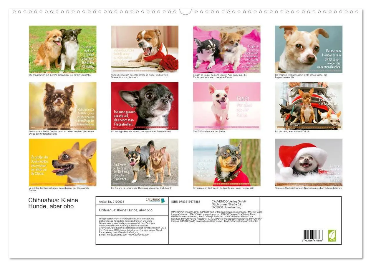 Bild: 9783516673883 | Chihuahua: Kleine Hunde, aber oho (Wandkalender 2026 DIN A2 quer),...