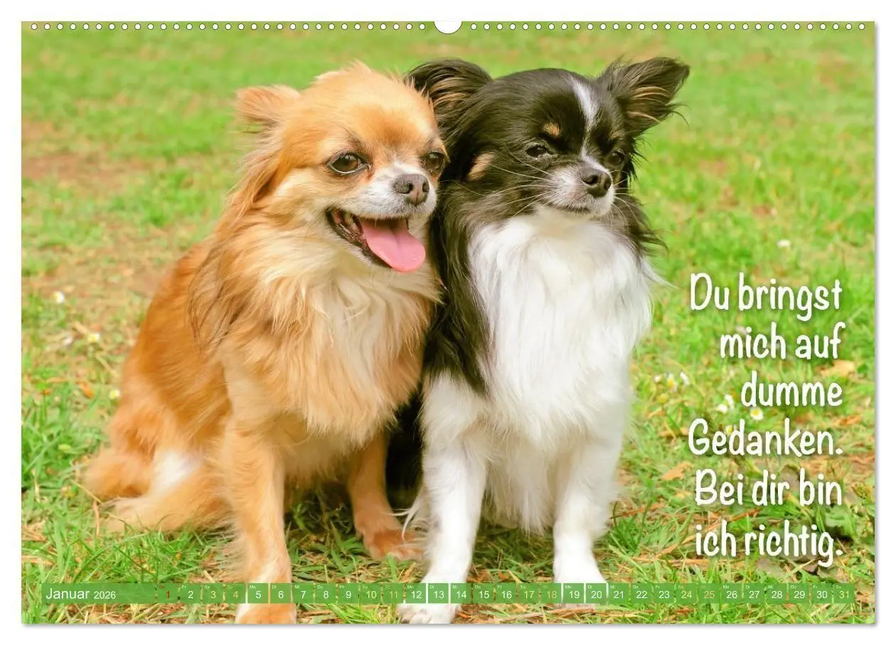 Bild: 9783516673883 | Chihuahua: Kleine Hunde, aber oho (Wandkalender 2026 DIN A2 quer),...