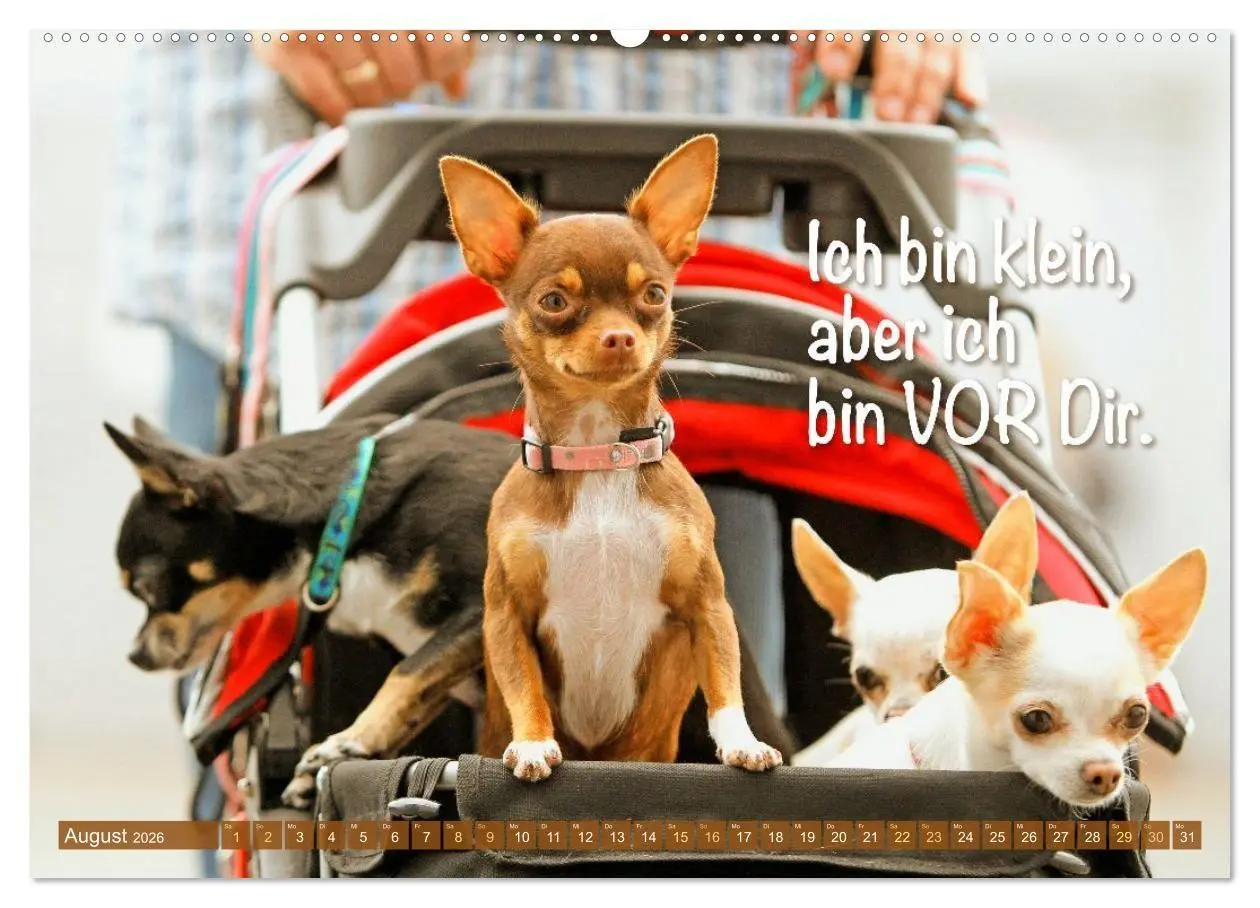 Bild: 9783516673883 | Chihuahua: Kleine Hunde, aber oho (Wandkalender 2026 DIN A2 quer),...