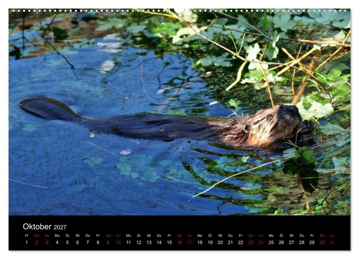 Bild: 9783569833883 | Das Leben der Biber (hochwertiger Premium Wandkalender 2027 DIN A2...