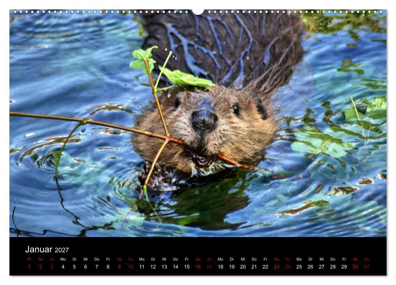 Bild: 9783569833883 | Das Leben der Biber (hochwertiger Premium Wandkalender 2027 DIN A2...