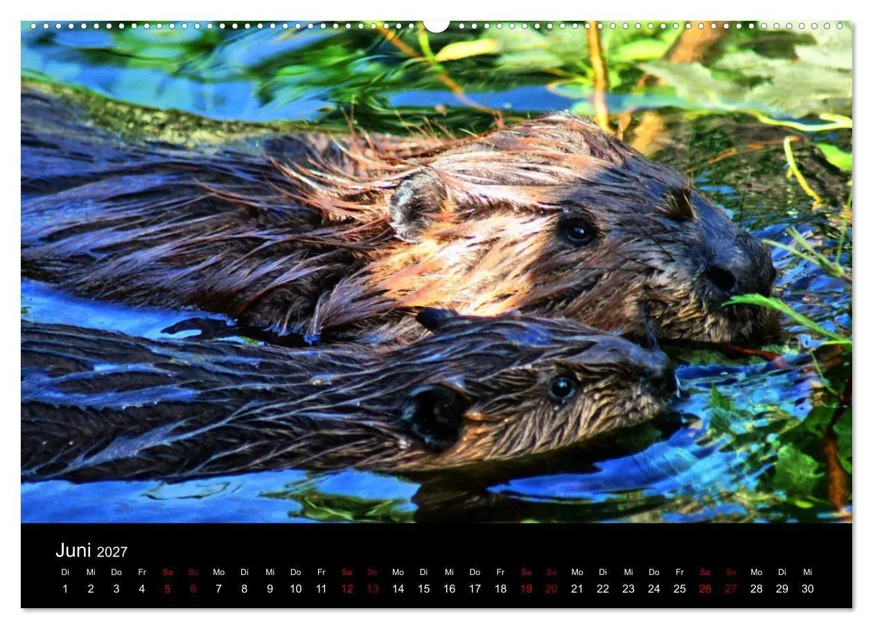 Bild: 9783569833883 | Das Leben der Biber (hochwertiger Premium Wandkalender 2027 DIN A2...