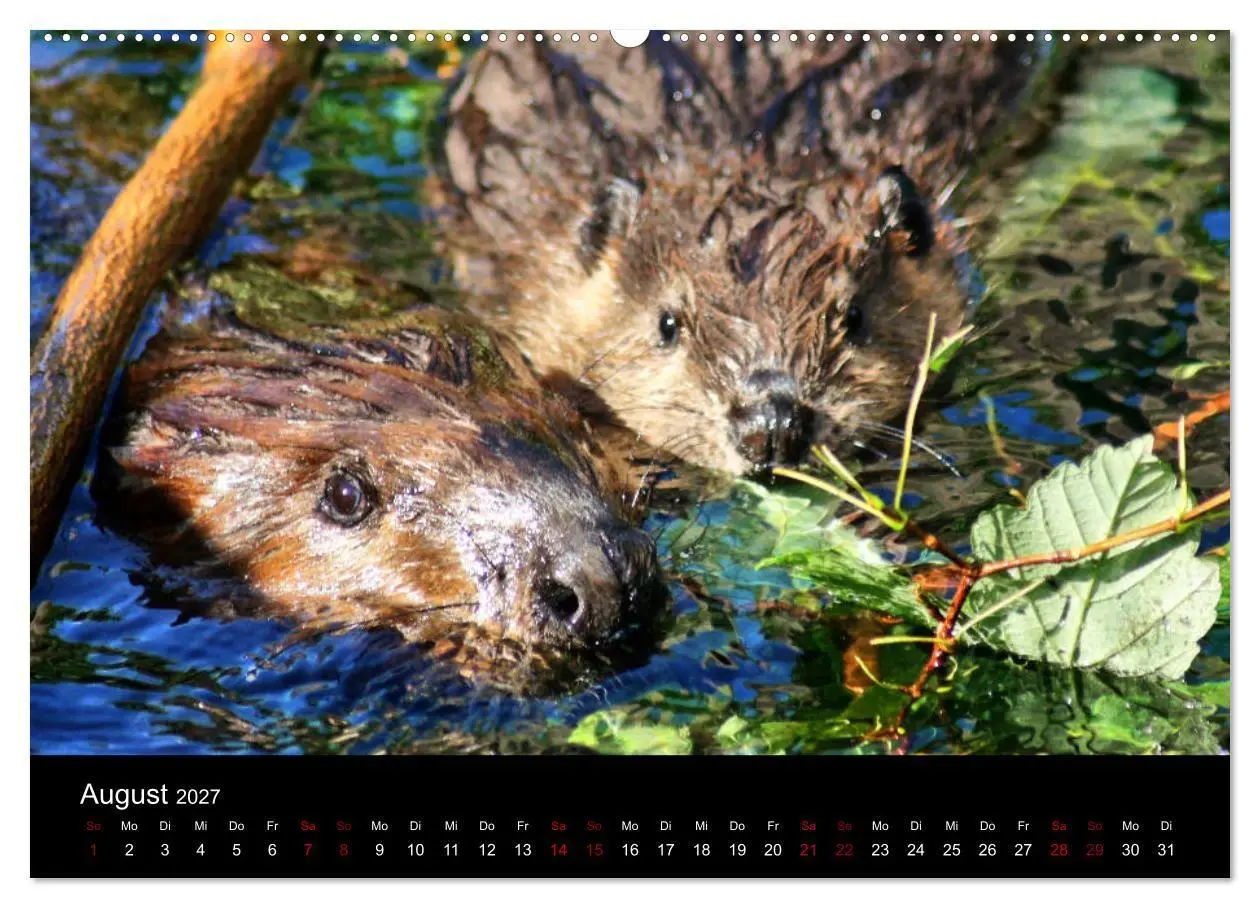 Bild: 9783569833883 | Das Leben der Biber (hochwertiger Premium Wandkalender 2027 DIN A2...