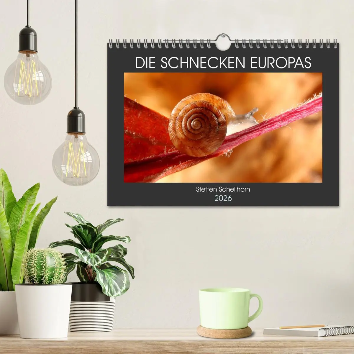 Bild: 9783457643983 | DIE SCHNECKEN EUROPAS (Wandkalender 2026 DIN A4 quer), CALVENDO...