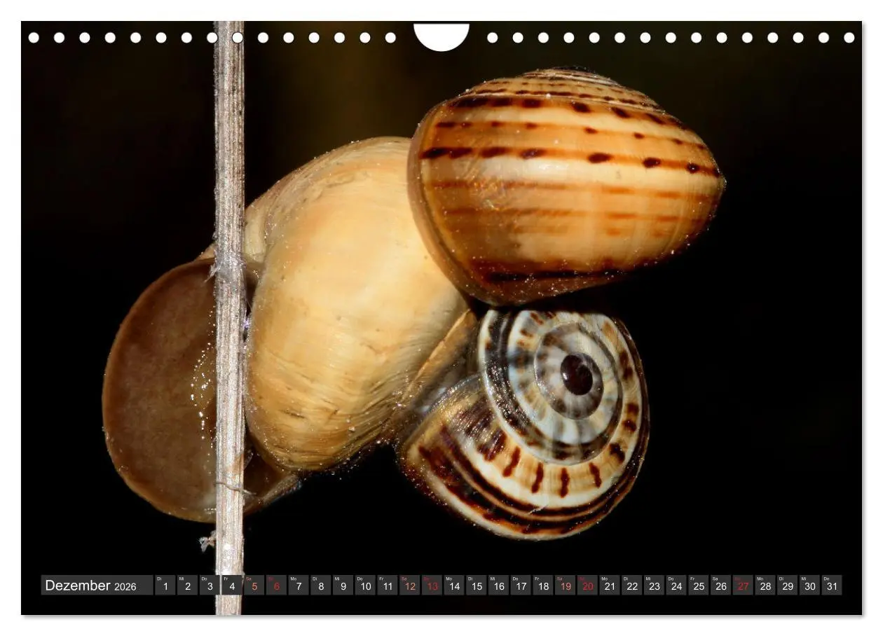 Bild: 9783457643983 | DIE SCHNECKEN EUROPAS (Wandkalender 2026 DIN A4 quer), CALVENDO...
