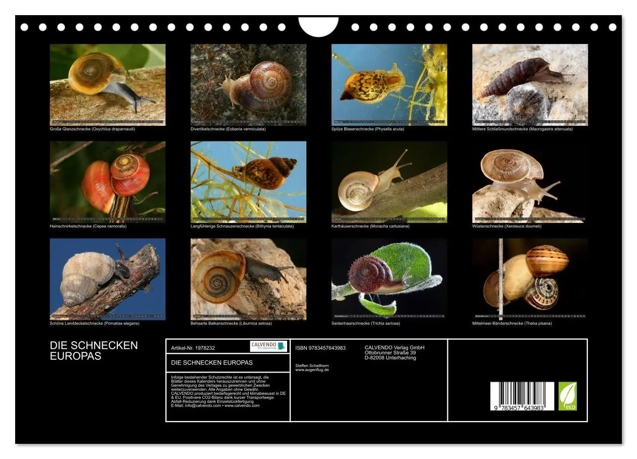 Bild: 9783457643983 | DIE SCHNECKEN EUROPAS (Wandkalender 2026 DIN A4 quer), CALVENDO...