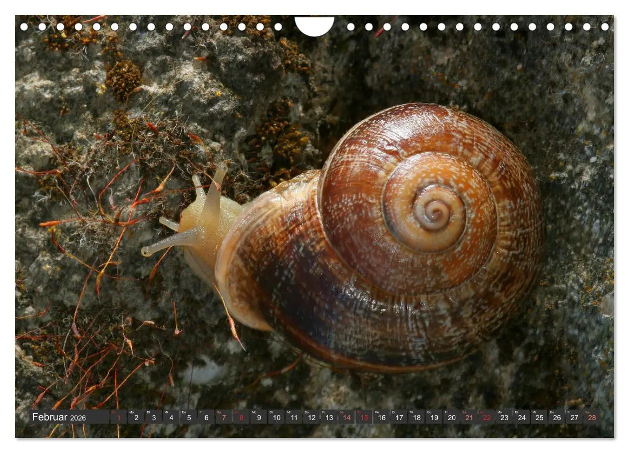 Bild: 9783457643983 | DIE SCHNECKEN EUROPAS (Wandkalender 2026 DIN A4 quer), CALVENDO...