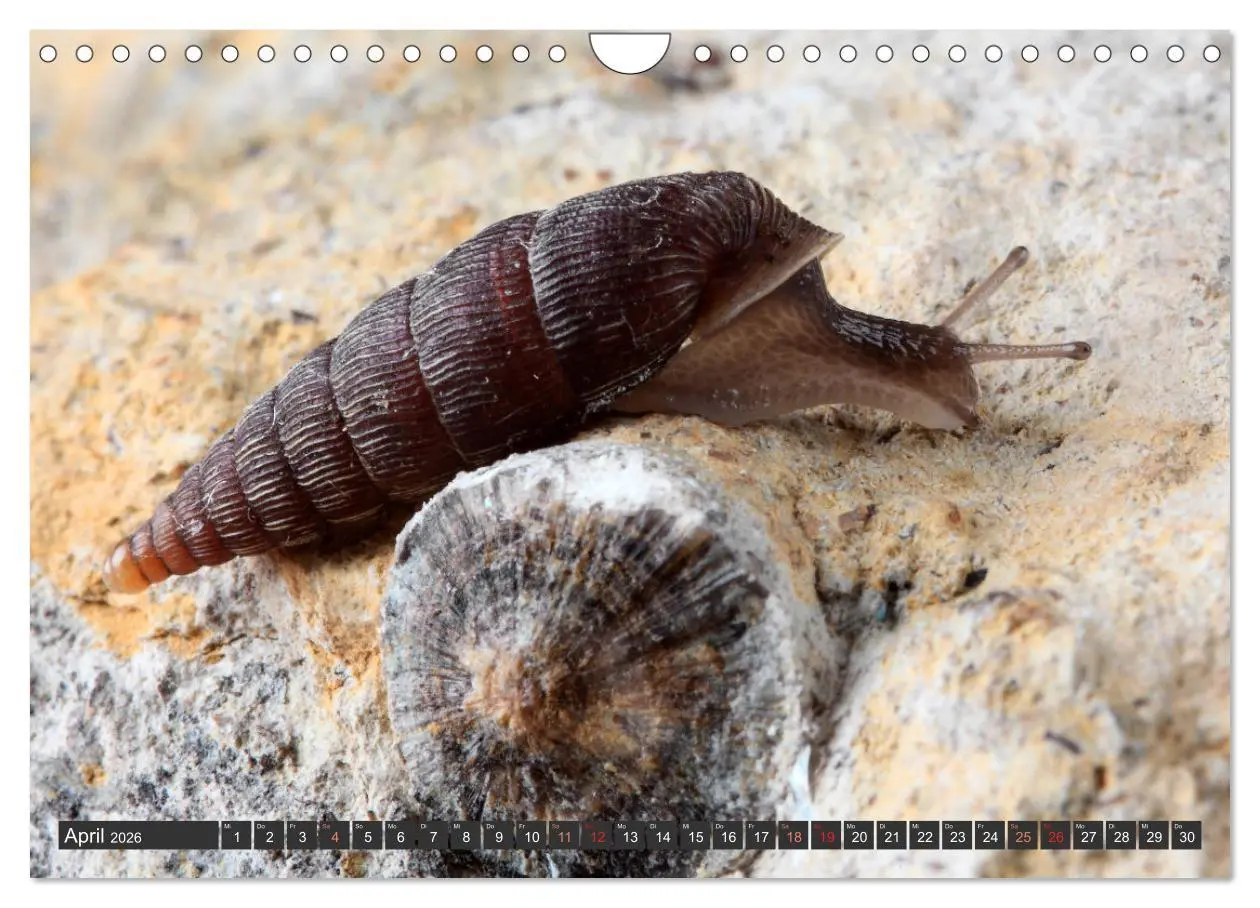 Bild: 9783457643983 | DIE SCHNECKEN EUROPAS (Wandkalender 2026 DIN A4 quer), CALVENDO...