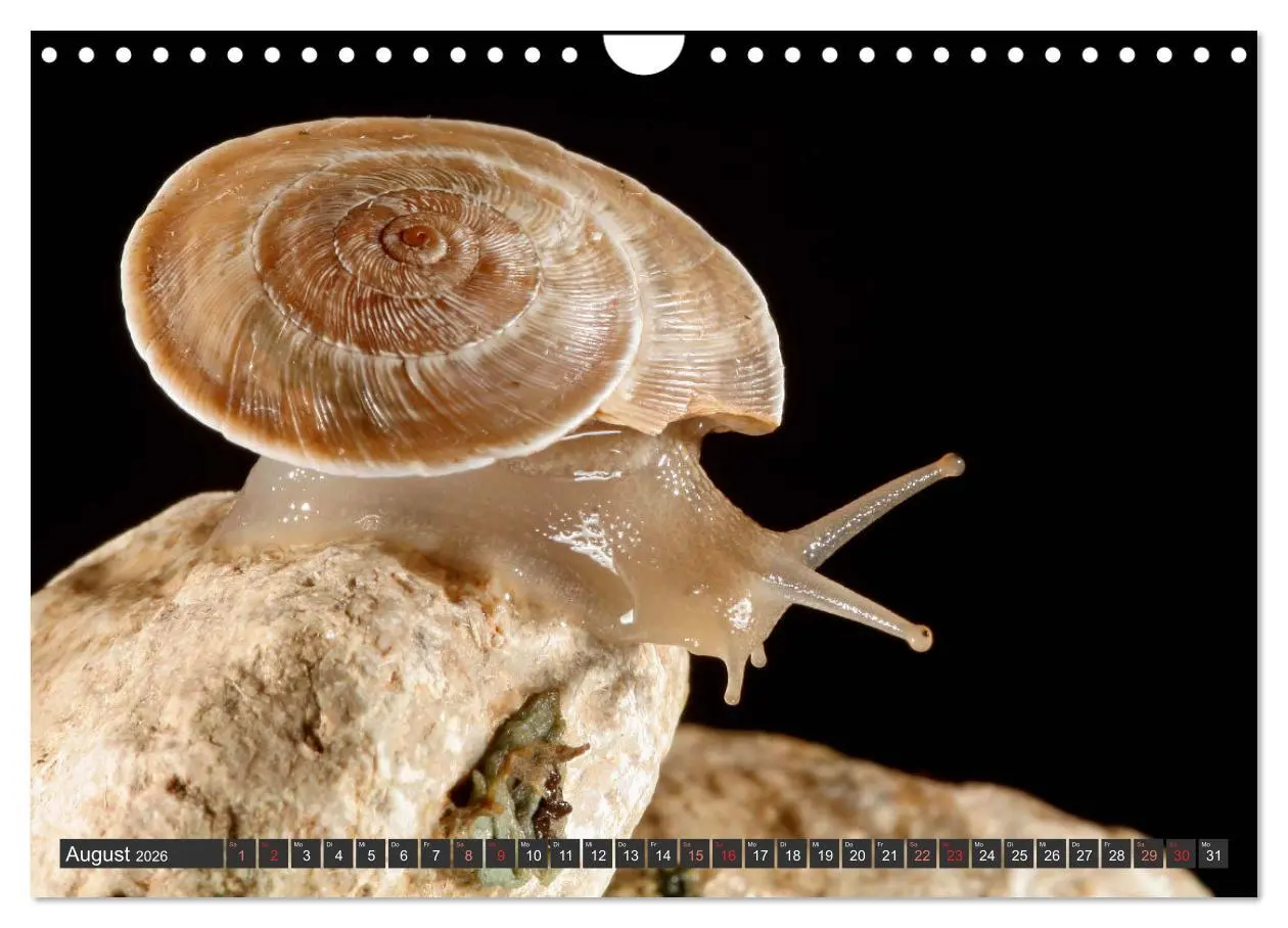 Bild: 9783457643983 | DIE SCHNECKEN EUROPAS (Wandkalender 2026 DIN A4 quer), CALVENDO...