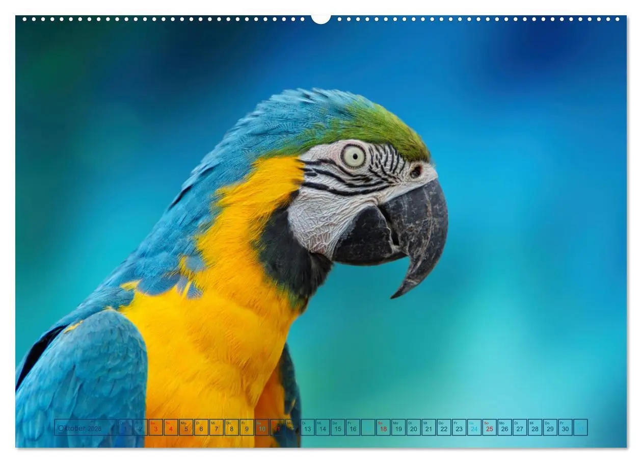 Bild: 9783457524183 | Die bunte Welt der Vögel (hochwertiger Premium Wandkalender 2026...