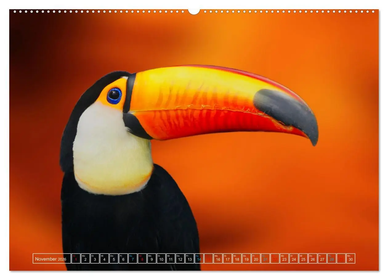Bild: 9783457524183 | Die bunte Welt der Vögel (hochwertiger Premium Wandkalender 2026...