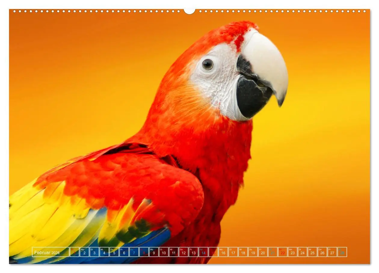 Bild: 9783457524183 | Die bunte Welt der Vögel (hochwertiger Premium Wandkalender 2026...