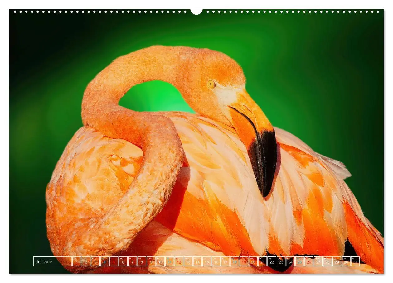 Bild: 9783457524183 | Die bunte Welt der Vögel (hochwertiger Premium Wandkalender 2026...