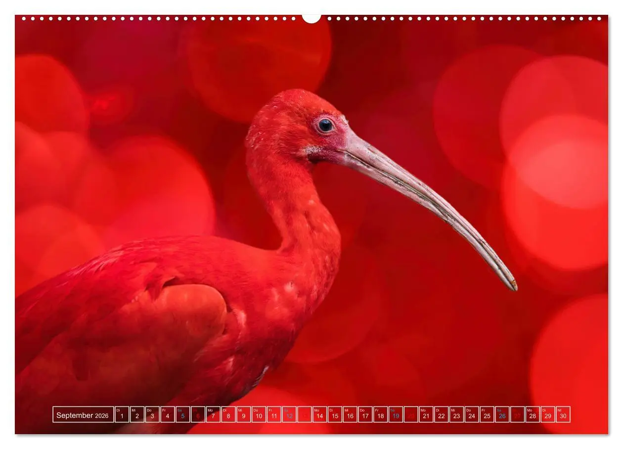 Bild: 9783457524183 | Die bunte Welt der Vögel (hochwertiger Premium Wandkalender 2026...