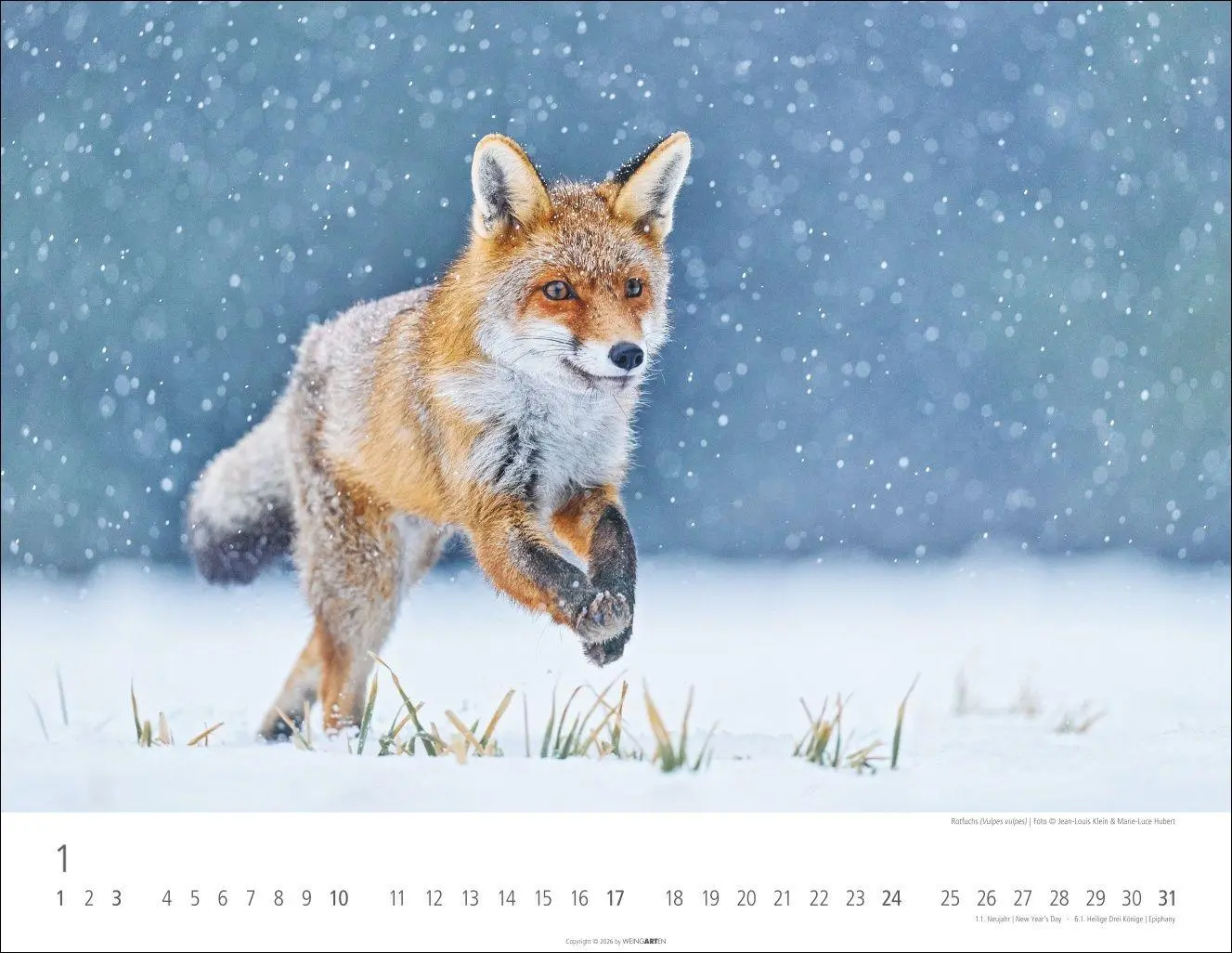 Bild: 9783839904183 | Heimische Wildtiere Kalender 2027 | Kalender | Tierkalender Weingarten