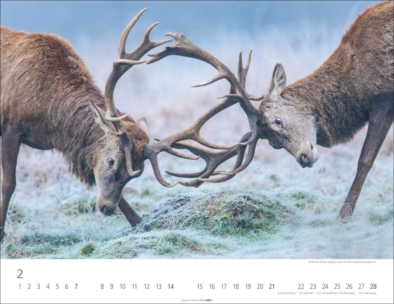Bild: 9783839904183 | Heimische Wildtiere Kalender 2027 | Kalender | Tierkalender Weingarten