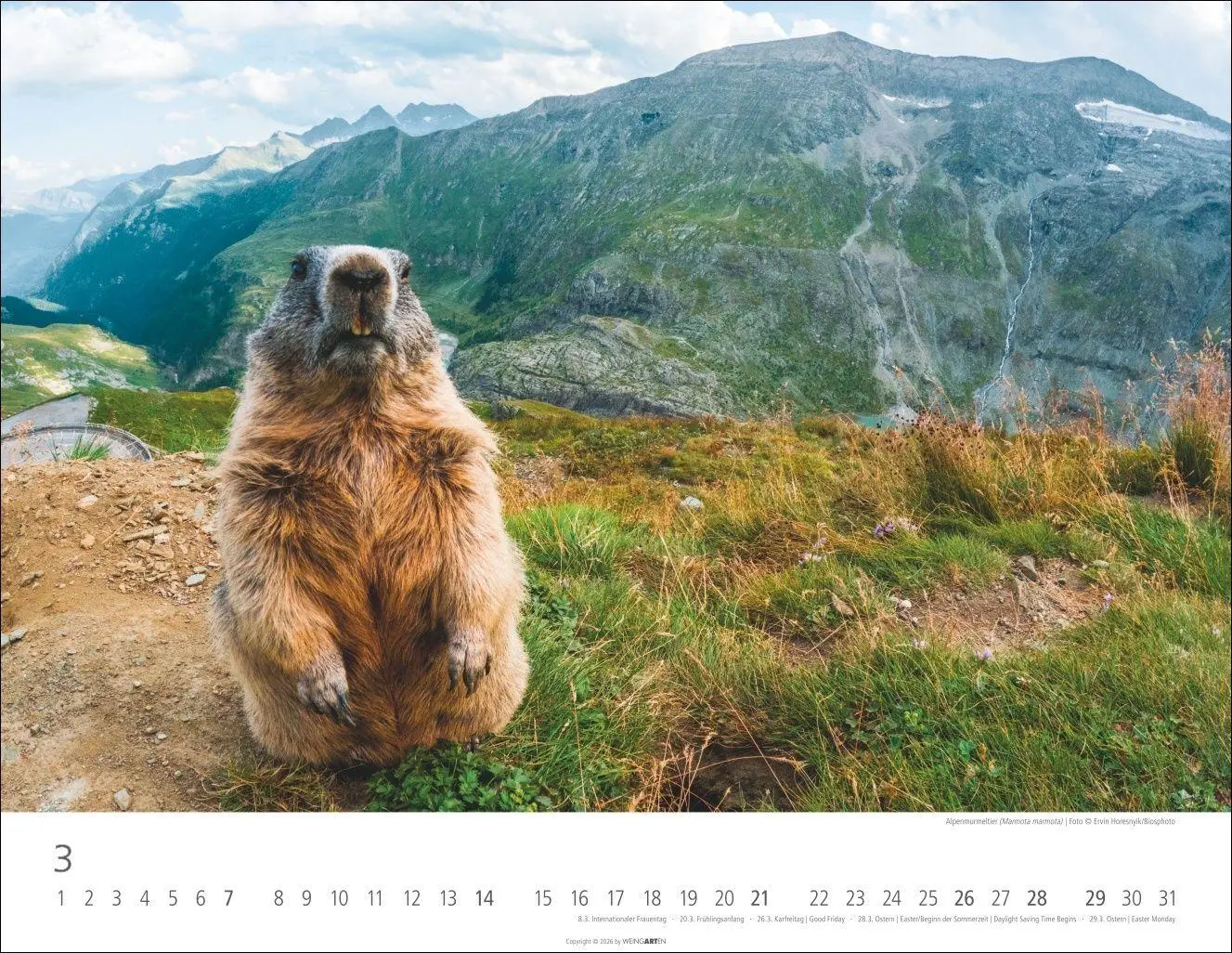 Bild: 9783839904183 | Heimische Wildtiere Kalender 2027 | Kalender | Tierkalender Weingarten