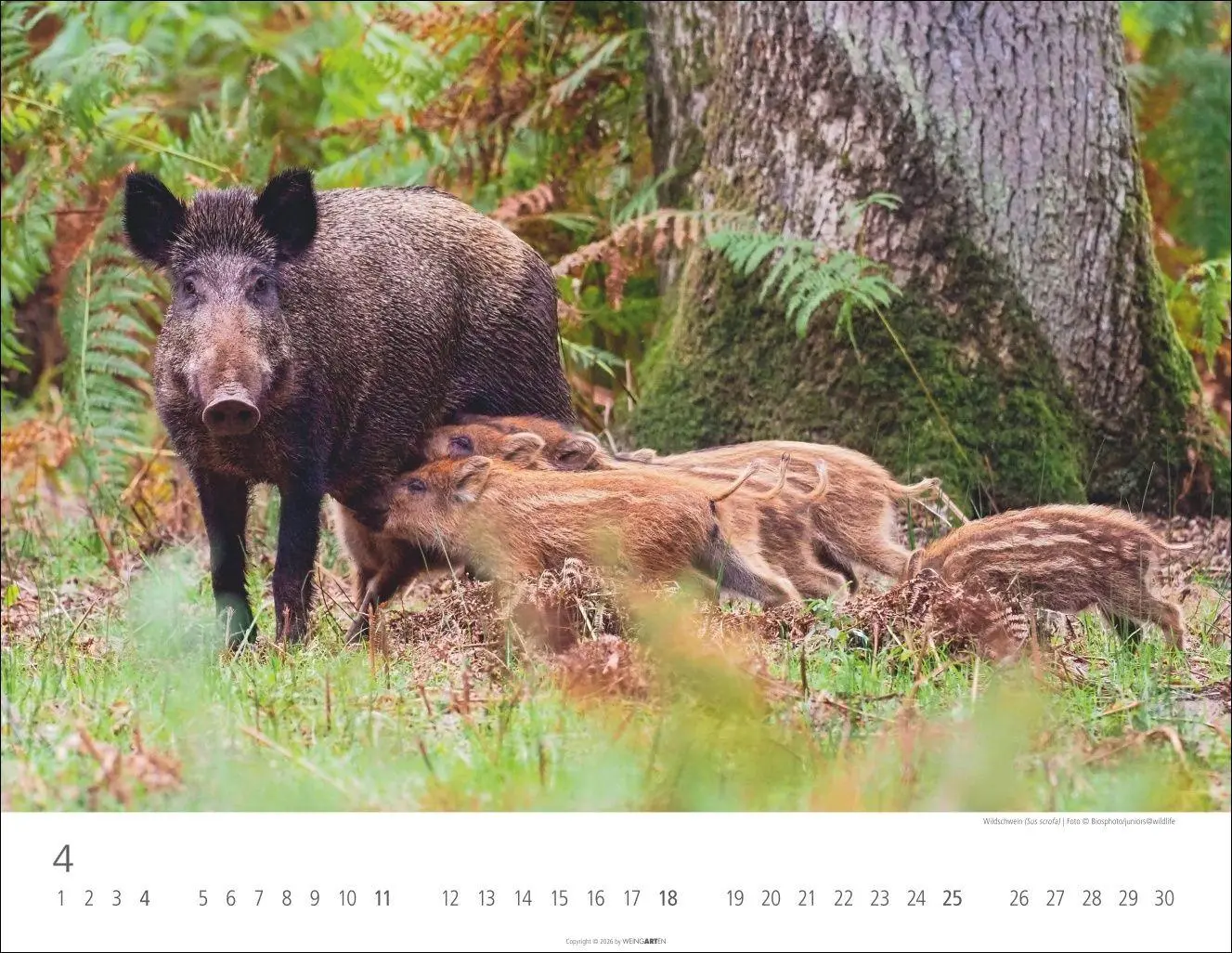 Bild: 9783839904183 | Heimische Wildtiere Kalender 2027 | Kalender | Tierkalender Weingarten