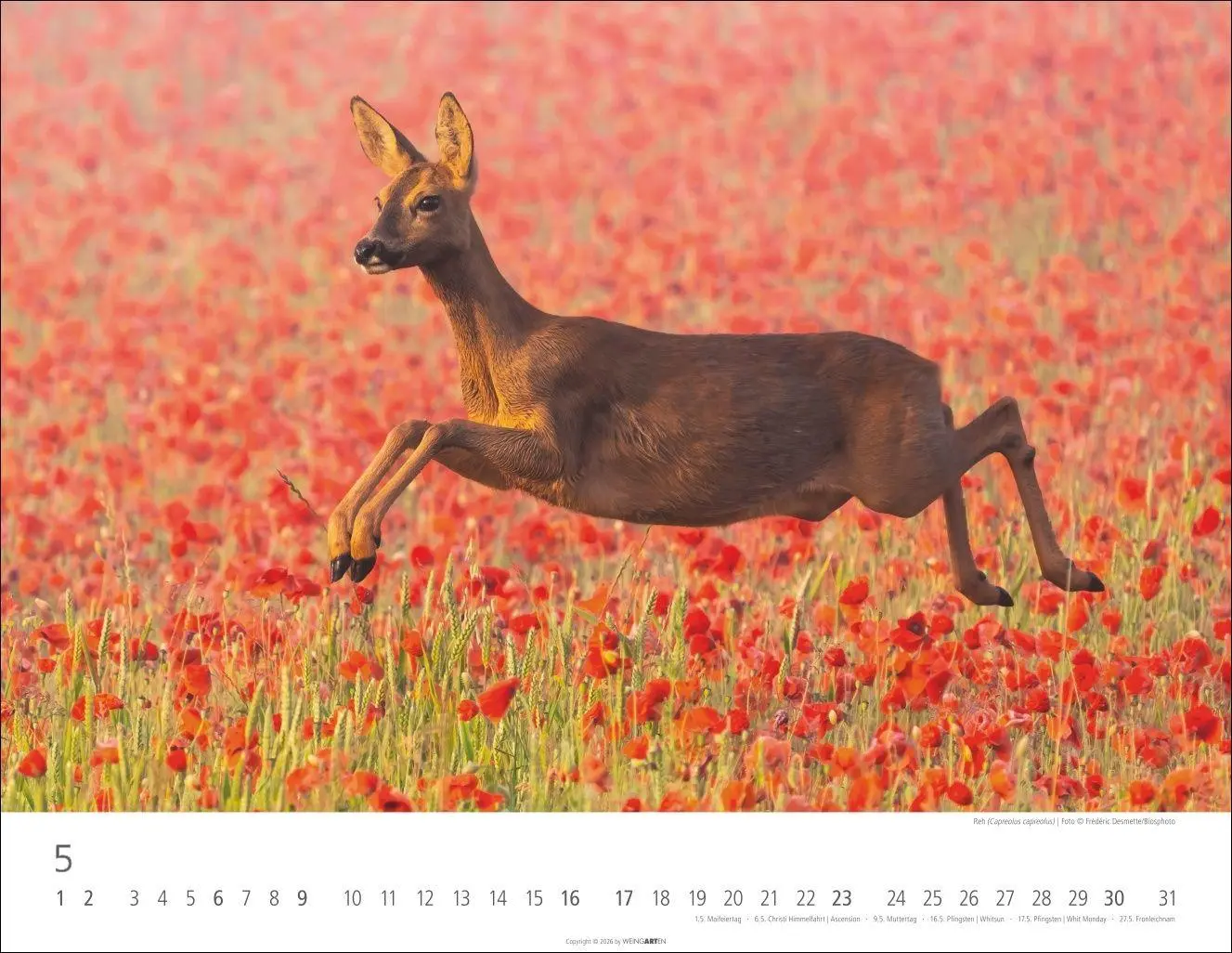Bild: 9783839904183 | Heimische Wildtiere Kalender 2027 | Kalender | Tierkalender Weingarten