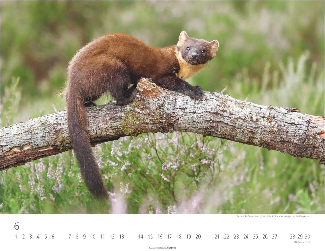Bild: 9783839904183 | Heimische Wildtiere Kalender 2027 | Kalender | Tierkalender Weingarten
