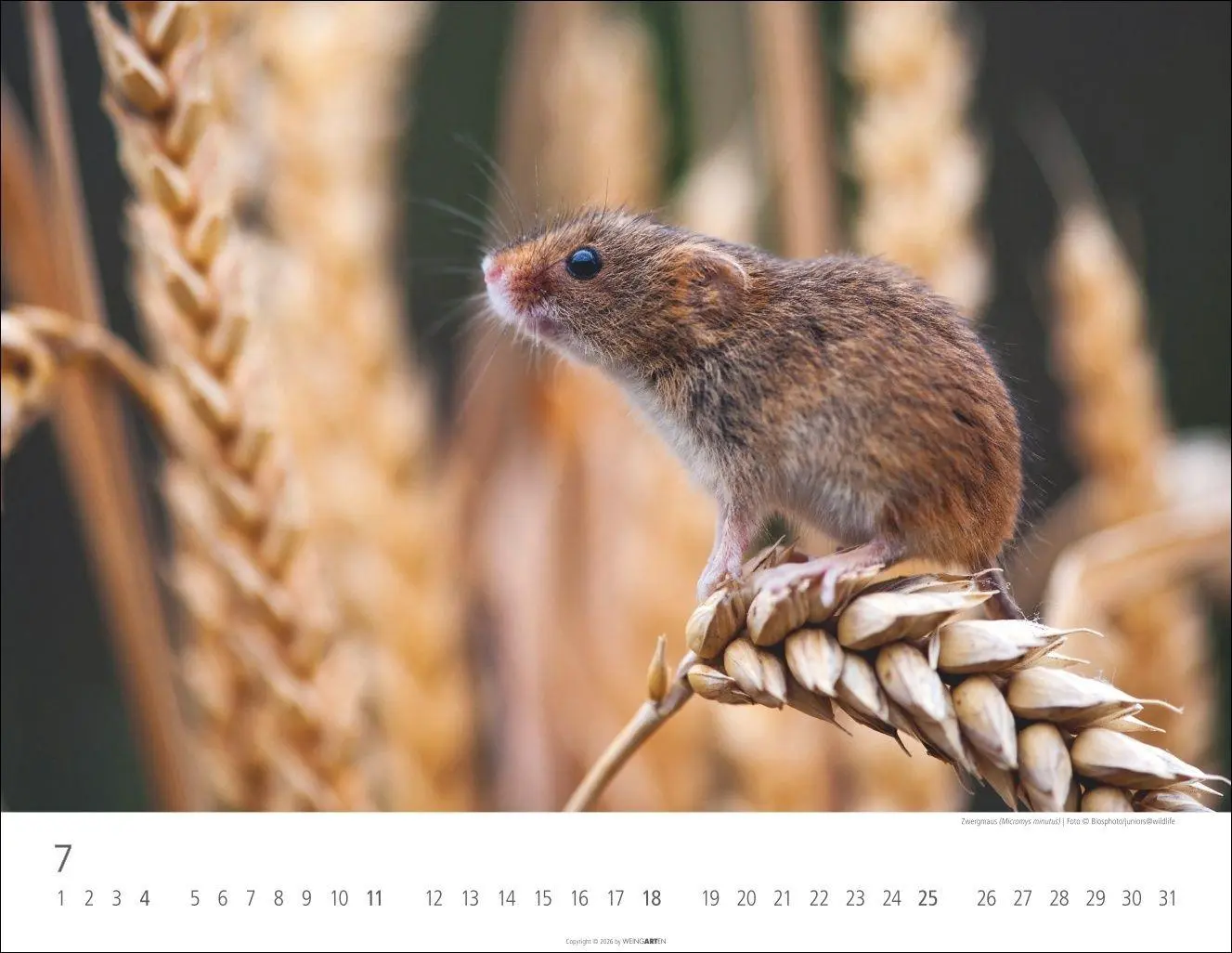 Bild: 9783839904183 | Heimische Wildtiere Kalender 2027 | Kalender | Tierkalender Weingarten