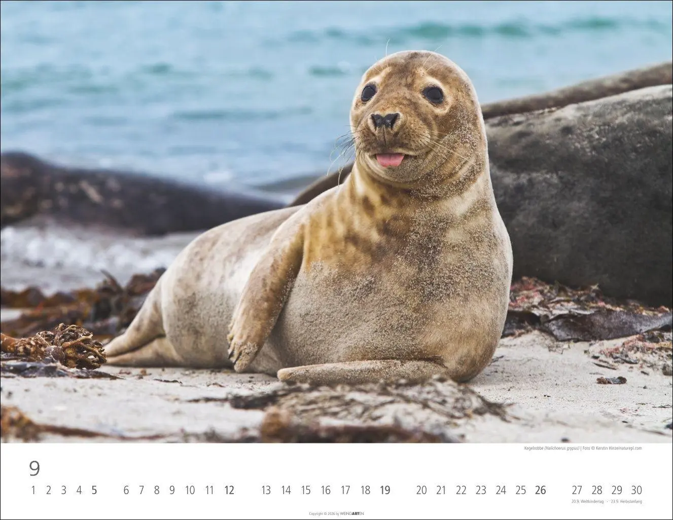 Bild: 9783839904183 | Heimische Wildtiere Kalender 2027 | Kalender | Tierkalender Weingarten