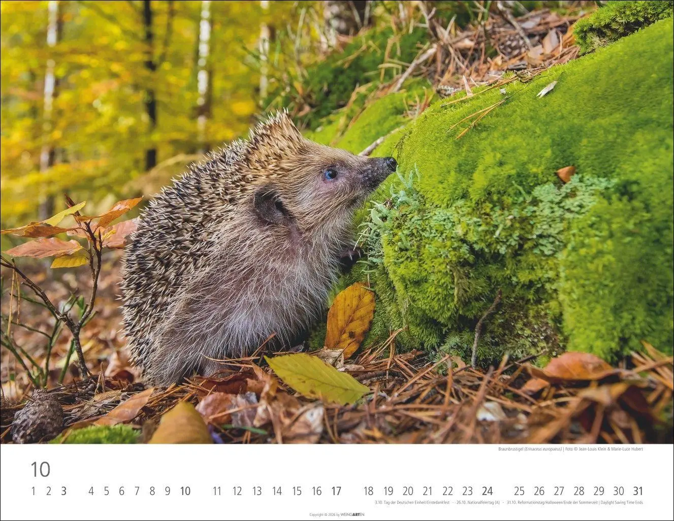 Bild: 9783839904183 | Heimische Wildtiere Kalender 2027 | Kalender | Tierkalender Weingarten