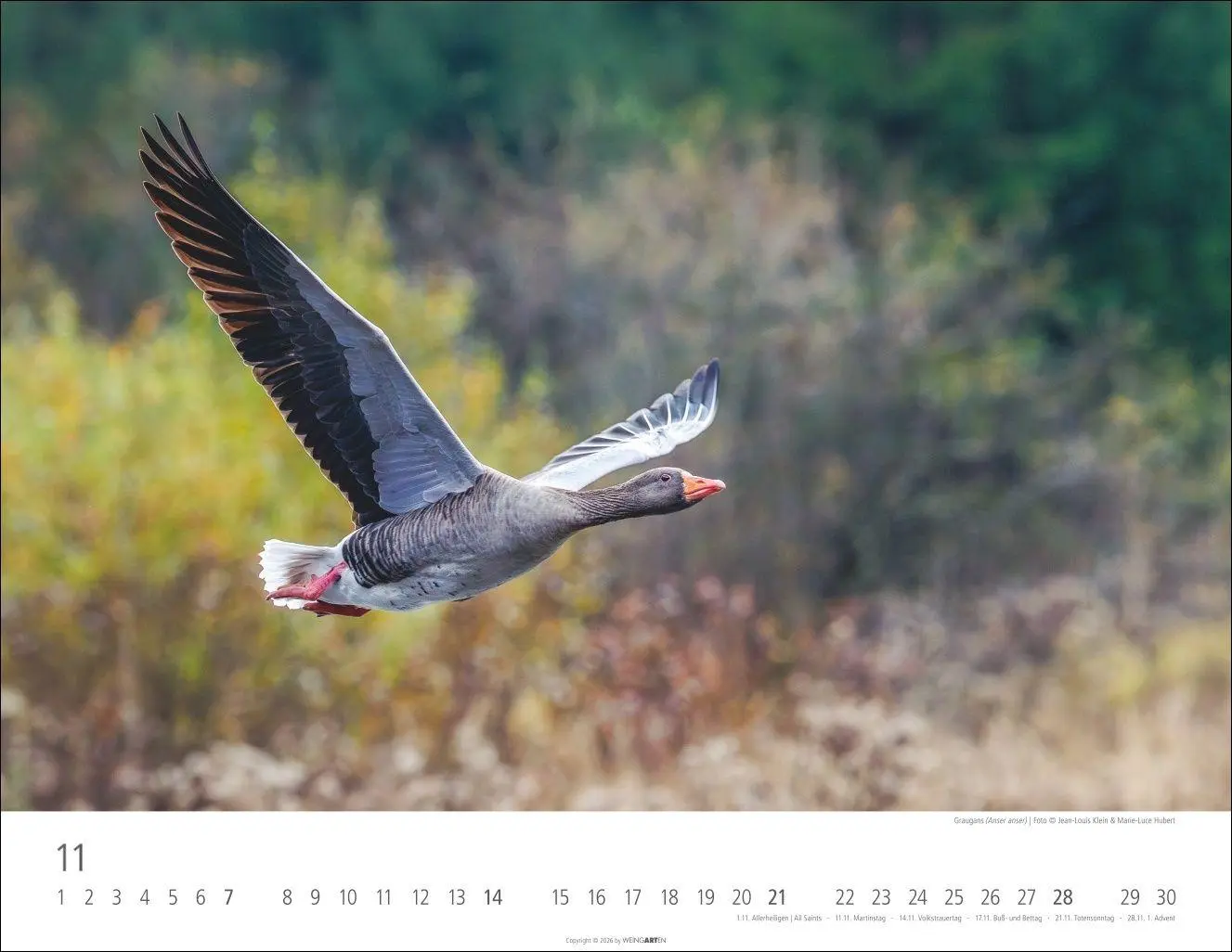 Bild: 9783839904183 | Heimische Wildtiere Kalender 2027 | Kalender | Tierkalender Weingarten